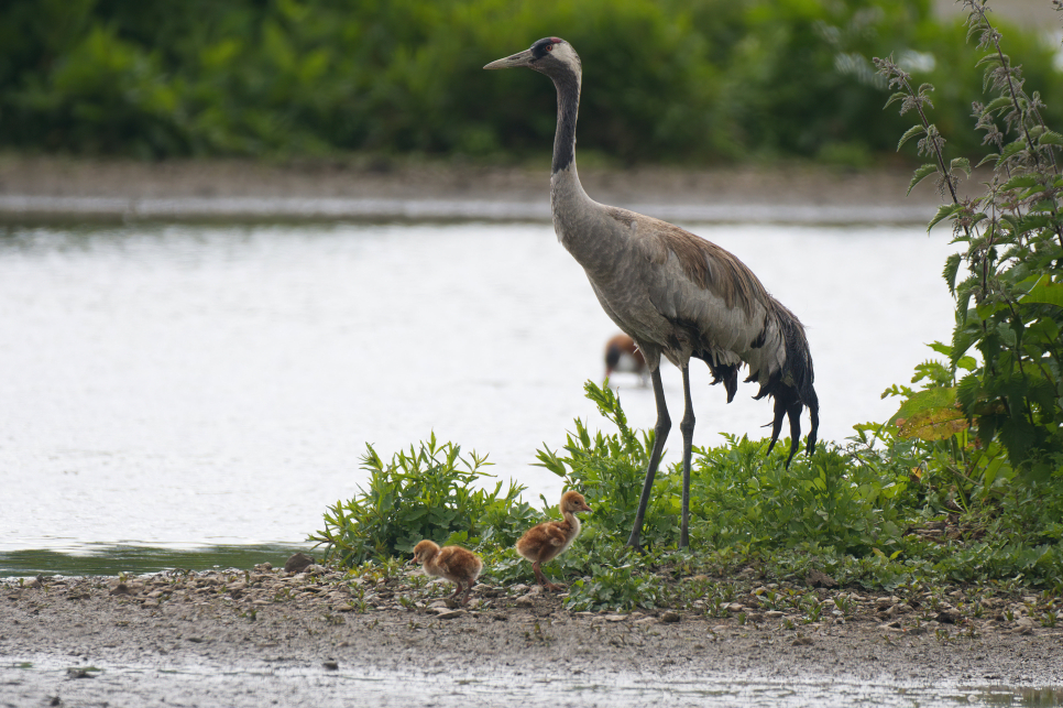 Most successful year for cranes!